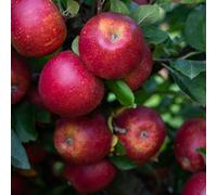 Frank P Matthews Apple Red Windsor Bare Root