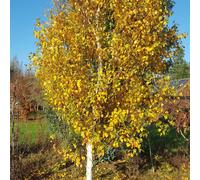 Frank P Matthews Betula Fastigiata Joes in a 12L Container