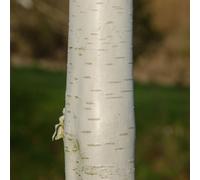 Frank P Matthews Betula Silver Shadow in 12 Litre Container