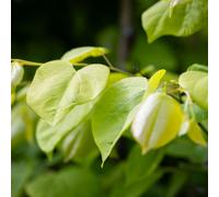 Frank P Matthews Cercis can Hearts of Gold in 12 Litre Container