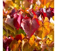 Frank P Matthews Cercis Eternal Flame in 12 Litre Container