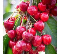 Frank P Matthews Cherry Celeste in 11.5 Litre Container