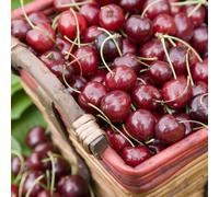 Frank P Matthews Cherry Stella Bare Root