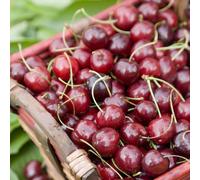 Frank P Matthews Cherry Stella, Fan Trained Tree in 12 Litre Container