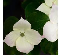 Frank P Matthews Cornus Teutonia in 12 Litre Container
