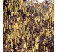 Frank P Matthews Corylus Contorta in 12 Litre Container