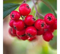 Frank P Matthews Cotoneaster fri Cornubia in 12 Litre Container