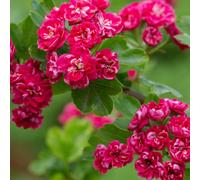 Frank P Matthews Crataegus x med Pauls Scarlet in 12 Litre Container