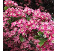 Frank P Matthews Crataegus x med Punicea Fuchsia Pink in 12 Litre C...