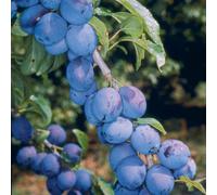 Frank P Matthews Damson (Prunus) Shropshire Prune in 12 Litre Conta...