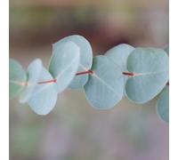 Frank P Matthews Eucalyptus gunnii in 7 Litre Container