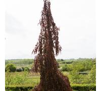 Frank P Matthews Fagus syl Black Swan in 12 Litre Container