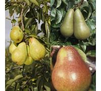 Frank P Matthews Family Pear - Conference/ Comice/Williams in 12 Litre