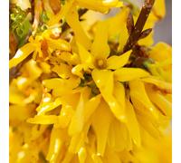 Frank P Matthews Forsythia x int Lynwood in 12 Litre Container