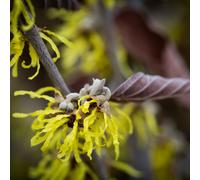 Frank P Matthews Hamamelis x Intermedia Arnold Promise