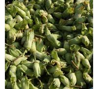 Frank P Matthews Hazel Collection 2 Bare Root Trees