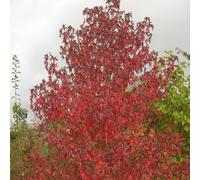 Frank P Matthews Liquidambar sty Stared in 12 Litre Container