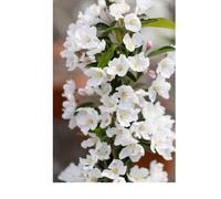 Frank P Matthews Malus Admiration in 12 Litre Container