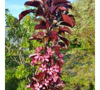 Frank P Matthews Malus ArosTM in 12 Litre Container