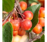 Frank P Matthews Malus Evereste in 11.5 Litre Container