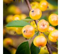 Frank P Matthews Malus HalloweenTM in 12 Litre Container