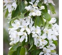 Frank P Matthews Malus Jelly King in 12 Litre Container
