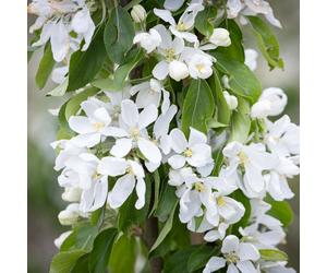Frank P Matthews Malus Jelly King in 12 Litre Container