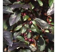 Frank P Matthews Malus ScarlettTM in 12 Litre Container