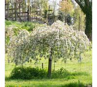 Frank P Matthews Malus Sun Rival in 12 Litre Container
