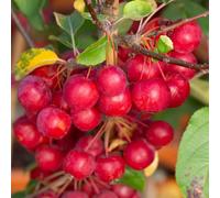 Frank P Matthews Malus x Rob Red Sentinel in 12 Litre Container
