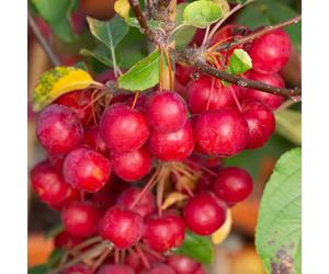 Frank P Matthews Malus x Rob Red Sentinel in 12 Litre Container