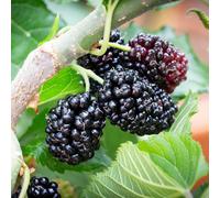 Frank P Matthews Mulberry (Morus) Chelsea (King James) in 12 Litre...