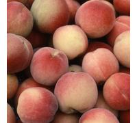 Frank P Matthews Peach Peregrine Bare Root