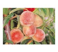 Frank P Matthews Peach Peregrine in 7 Litre Container