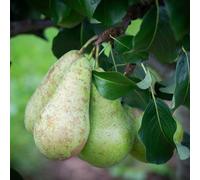 Frank P Matthews Pear Concorde Bare Root
