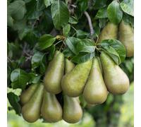 Frank P Matthews Pear (Pyrus) Conference in 12 Litre Container