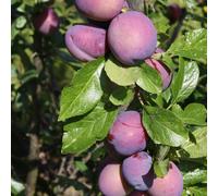 Frank P Matthews Plum (Prunus) MallingTM ElizabethTM in 12 Litre Co...