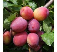 Frank P Matthews Plum (Prunus) Victoria in 12 Litre Container
