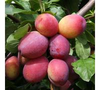 Frank P Matthews Plum Victoria Bare Root