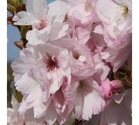 Frank P Matthews Prunus Amanogawa Bare Root