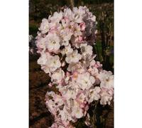 Frank P Matthews Prunus Amanogawa in 12 Litre Container