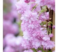 Frank P Matthews Prunus Blossom Collection 4 x Bare Root Trees
