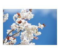 Frank P Matthews Prunus Chocolate Ice 12 Litre Container