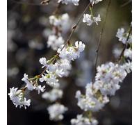 Frank P Matthews Prunus Crystal Falls in 12 Litre Container
