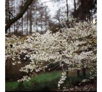 Frank P Matthews Prunus in Praecox 11.5 Litre Container