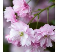 Frank P Matthews Prunus Kanzan in 12 Litre Container