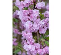 Frank P Matthews Prunus Kiku-shidare- zakura 12 Litre Container
