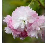 Frank P Matthews Prunus Little Pink Perfection 11.5 Litre Container