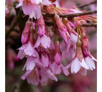 Frank P Matthews Prunus Okame 12 Litre Container