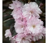 Frank P Matthews Prunus Royal Burgundy in 12 Litre Container